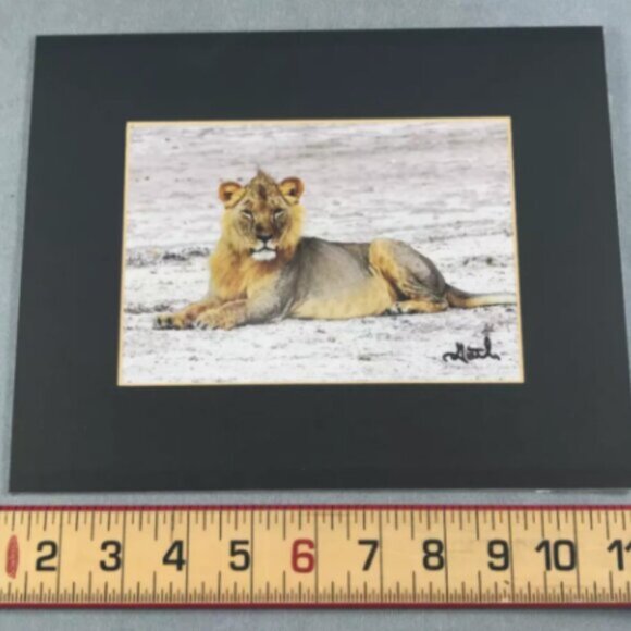 Lion Spirit Power Animal Totem Meaning Signed Original Photo Matted 8x10 - Picture 1 of 2
